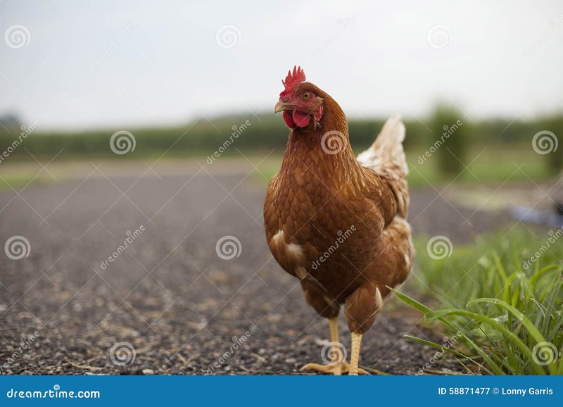 Descubre el Misterio de la Calle del Pollo en un Juego de Azar Online En España, chicken road españa