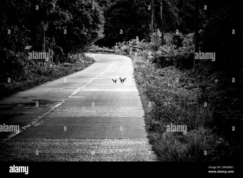 Descubre el Encanto de la Ruta del Pollo en España, chicken road oficial
